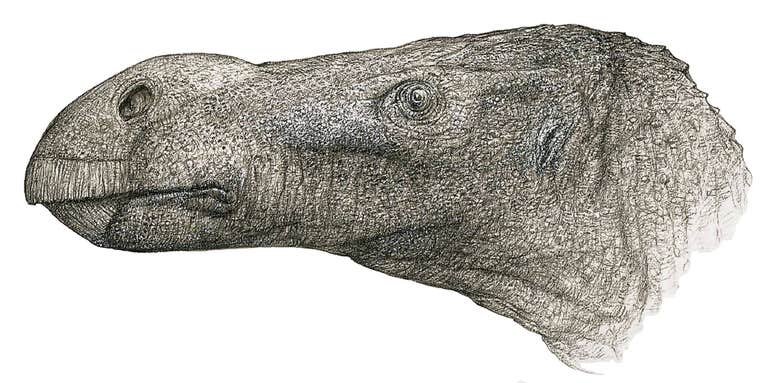 An overlooked fossil turned out to be a new herbivorous dinosaur with an oddly shaped nose