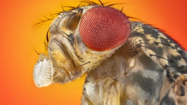 Fruit fly for Hox gene and CRISPR research closeup on orange background