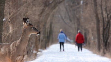 A deer looks down a snowy trail at two women walking.