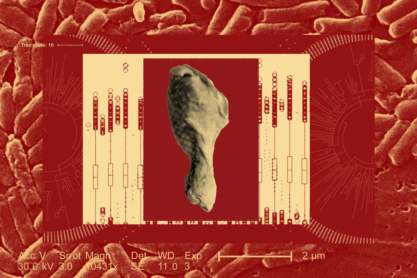 Chicken thigh on red background with graphs to represent salmonella outbreak investigation