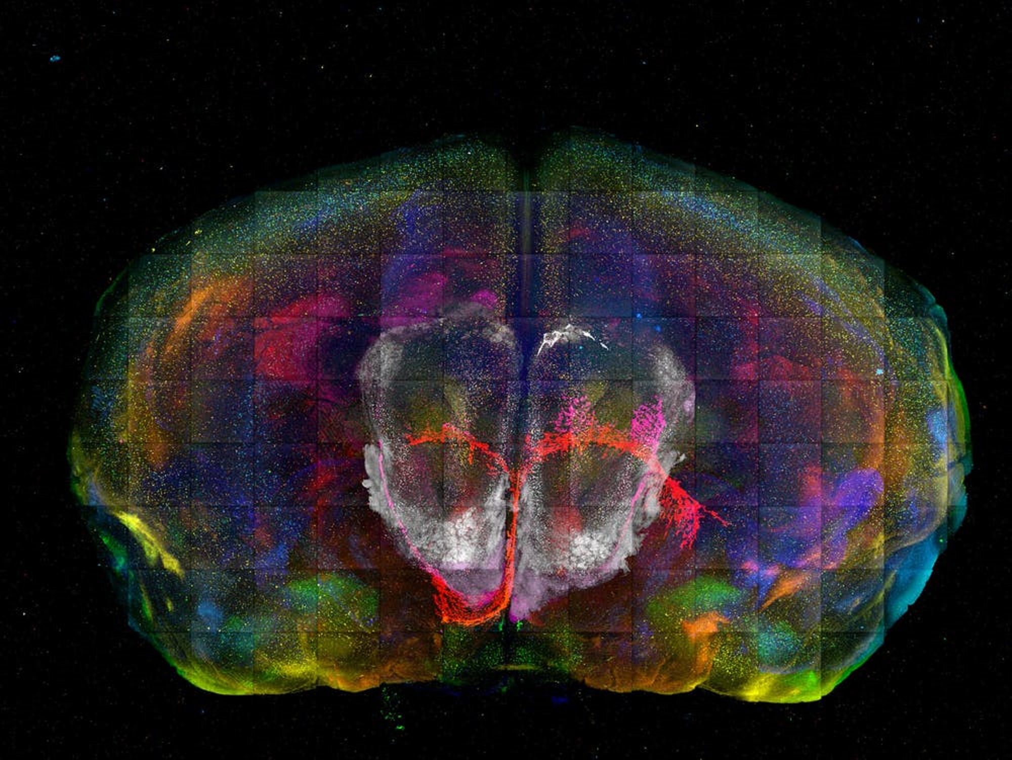 Living brain. Mapping the Human Brain. Mouse Brain. Neuroscientist Taub. Brain Mapping today.
