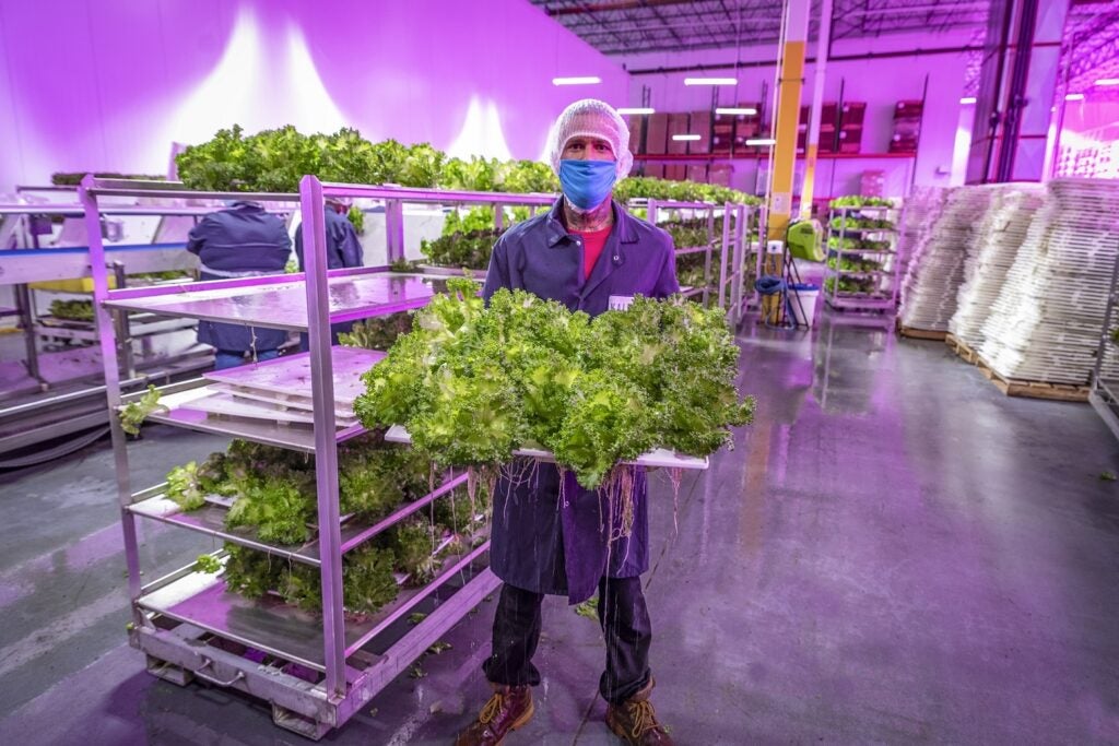 Masked vertical farm employee holding a tray of leafy greens