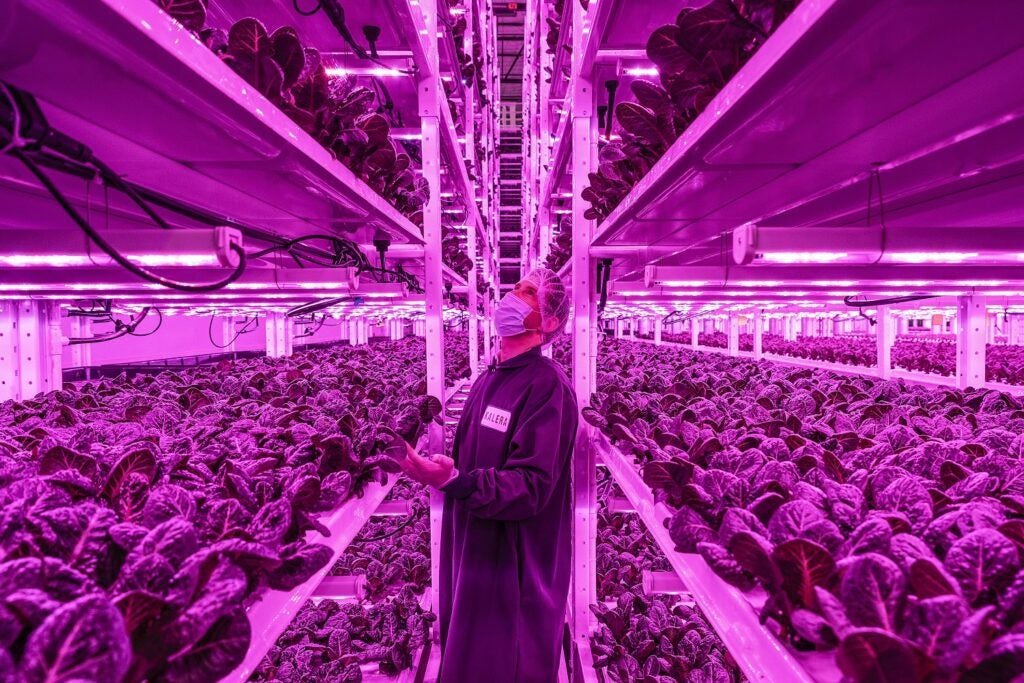 Masked vertical farm employee checking shelves of greens under a purple UV light