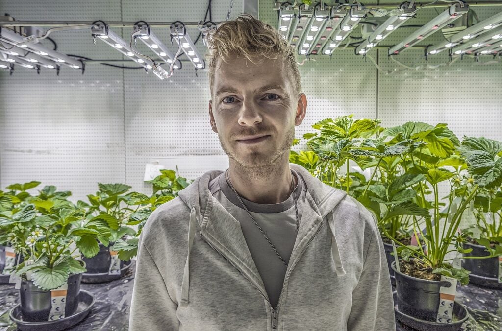Plant scientist with a beard and blond hair in a gray sweatshirt standing in front of strawberry plants under flower light