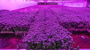 Trays of basil under purple UV lights at a vertical farm