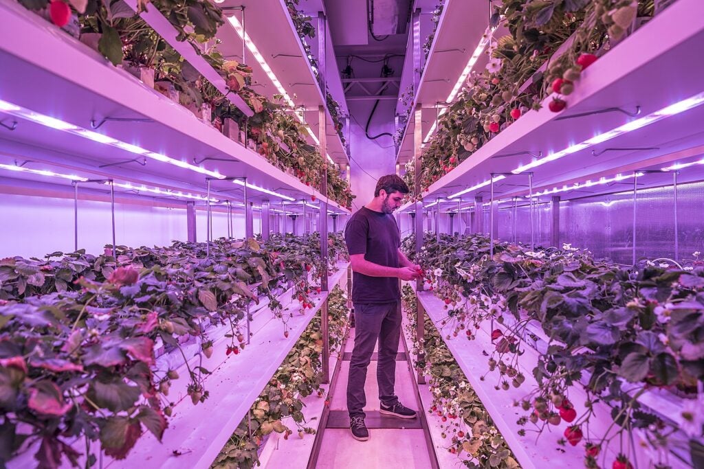 Vertical farm staff member in a black t-shirt and gray jeans and sneakers walks through shelves of flowering strawberry plants