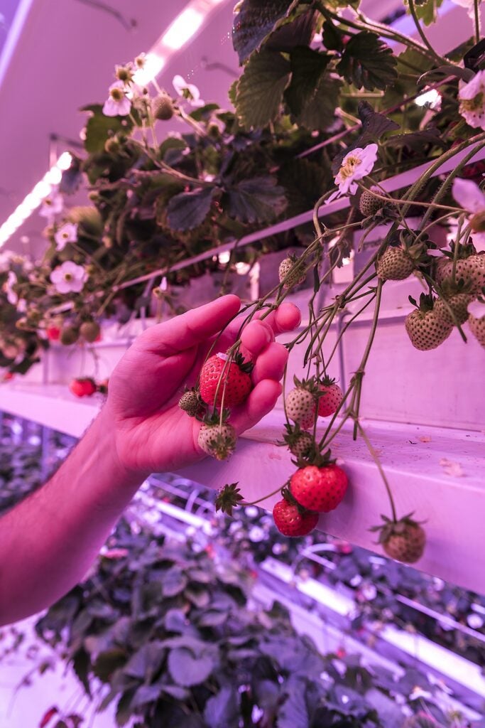 Vertical farm staff member checks strawberry plants in a tray by hand