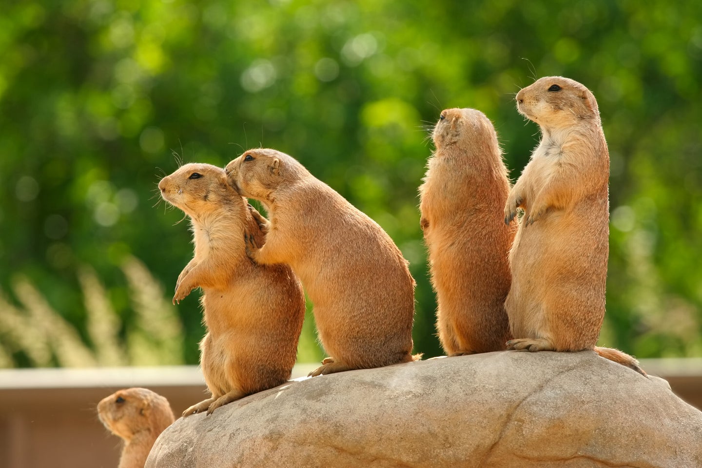 Four prairie dogs standing up in a row on a rock.