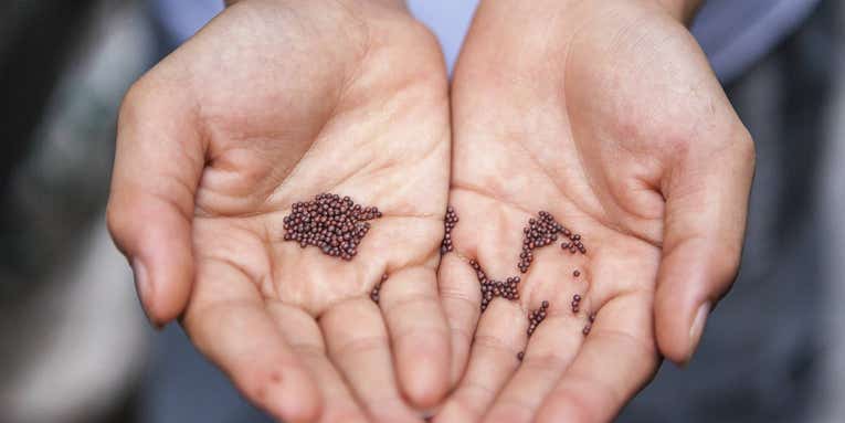 You should collect and plant native seeds. Here’s how.