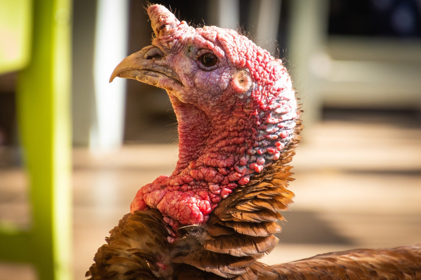 Turkey at farm