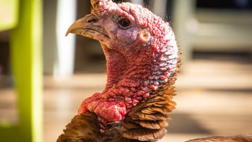 Turkey at farm