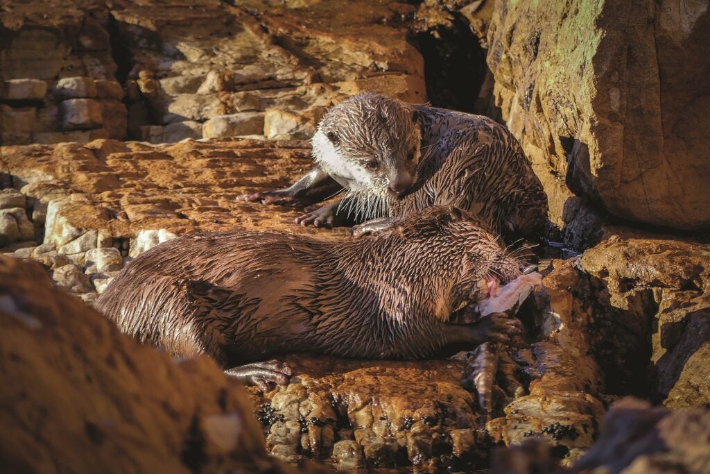 Three cape clawless otters eating shark meat on a rock from Underwater Wild