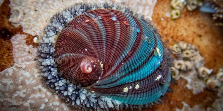 8 ‘insignificant’ creatures that will make you dream about the ocean
