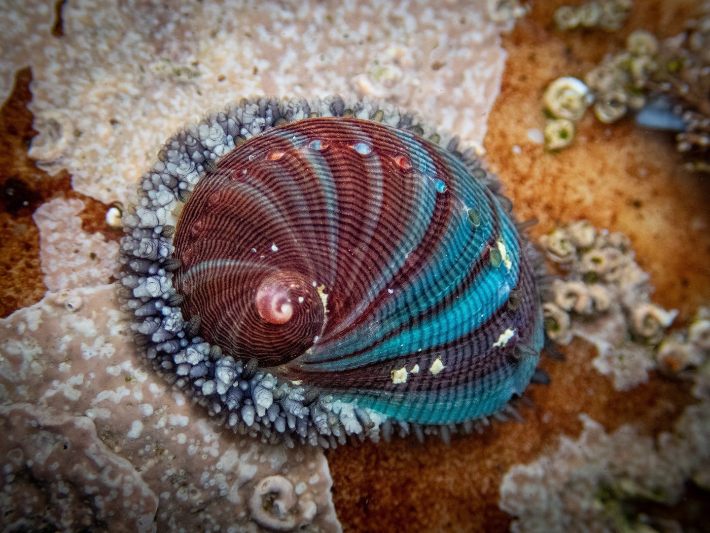 Abalone with maroon and teal shell resting on a rock in an Underwater Wild