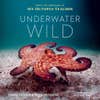 Underwater Wild by Craig Foster and Ross Frylinck book cover with pink octopus on the ocean floor