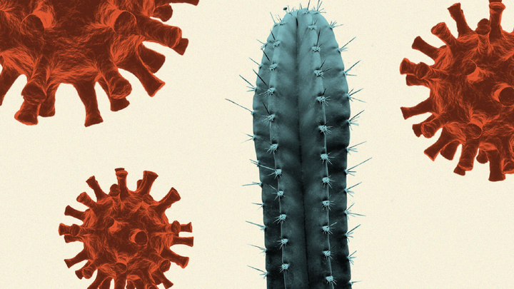 Spiky cactus and SARS-CoV-2 viral particles on a pale yellow background to represent COVID vaccines and infertility misinformation