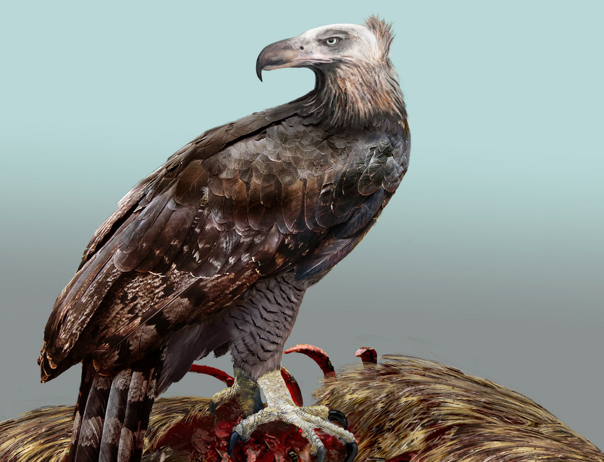 Biggest known eagle acted like a vulture | Popular Science