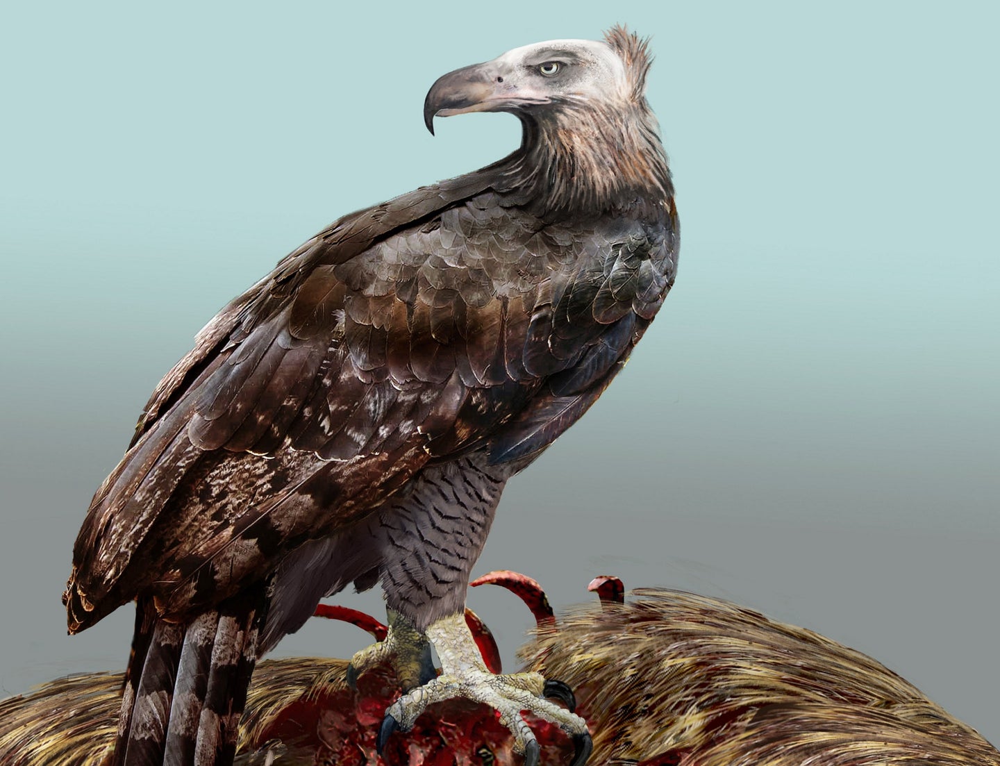 Brown and white extinct Haast's eagle with talons sunk into a furry carcass