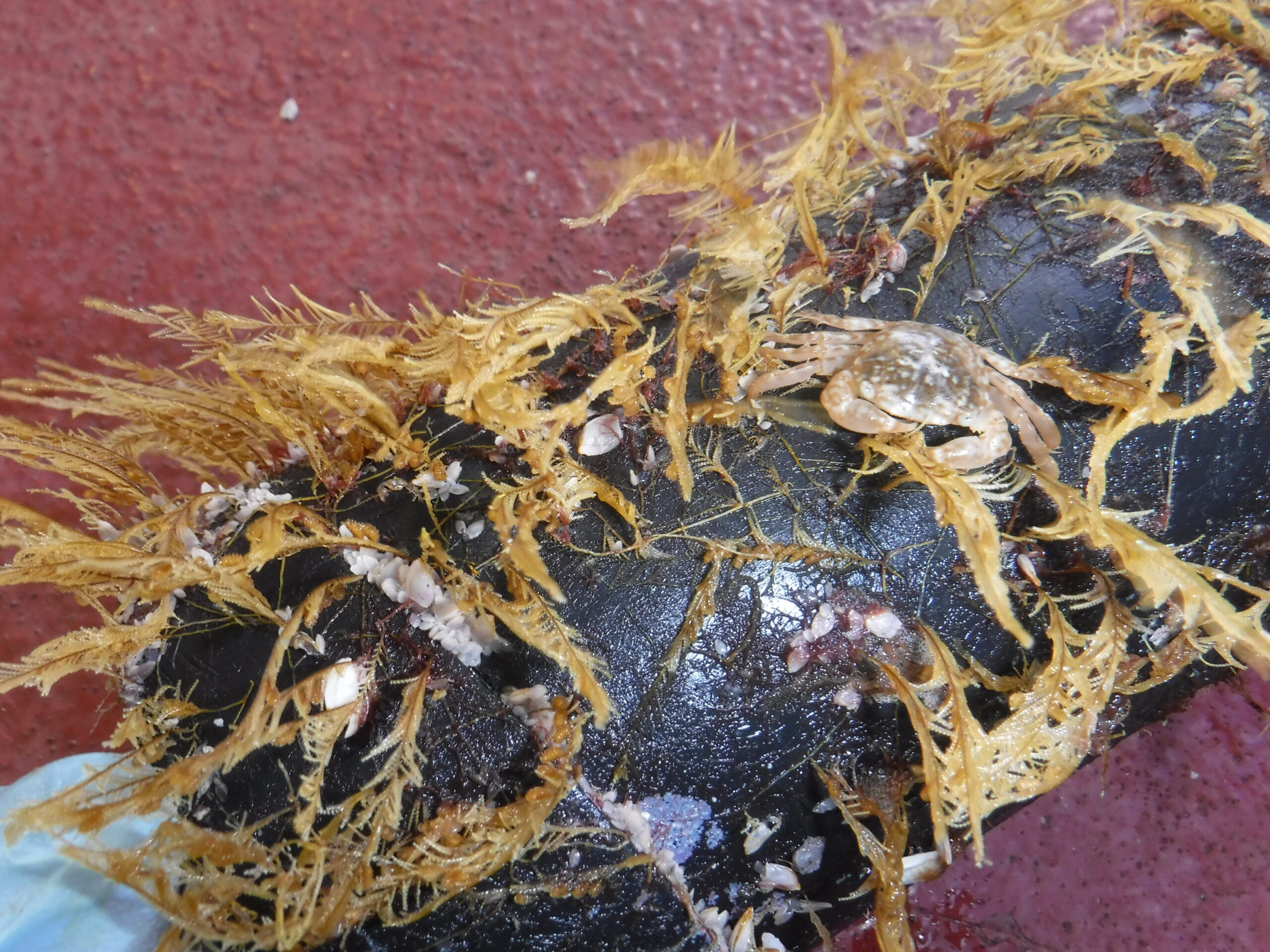 Feather-like coastal species of animals called hydroids join an open-ocean crab and gooseneck barnacles on a piece of floating debris.