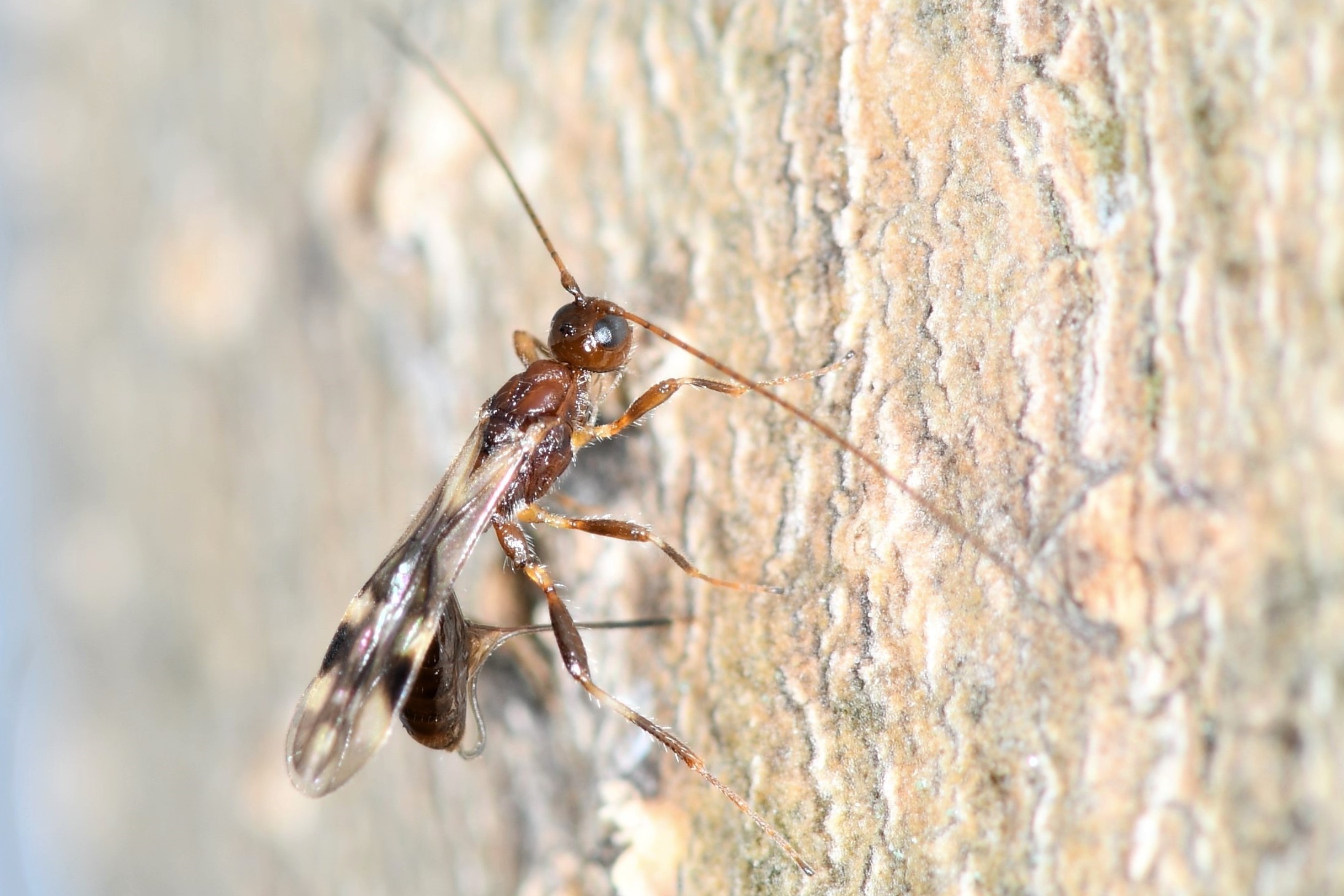 To help stop voracious tree-killing beetles, send in the Russian wasps