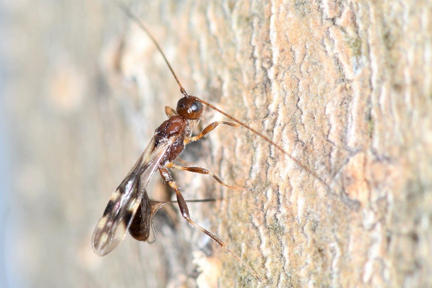 A brown wasp with long antennae on a tree trunk.