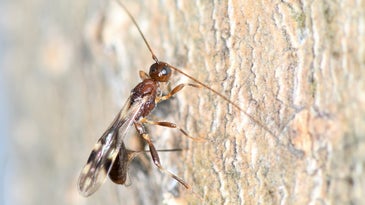 A brown wasp with long antennae on a tree trunk.