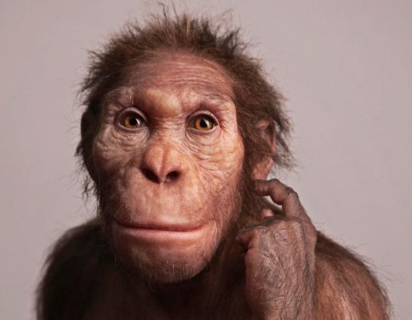A reconstruction of <i>Australopithecus sedib</i> commissioned by the University of Michigan Museum of Natural History.