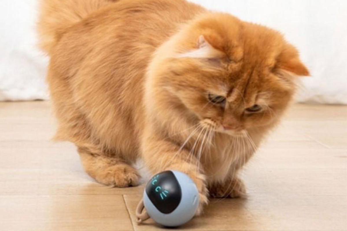 Keep your cat entertained for hours with this self-rotating ball
