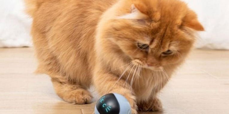 Keep your cat entertained for hours with this self-rotating ball