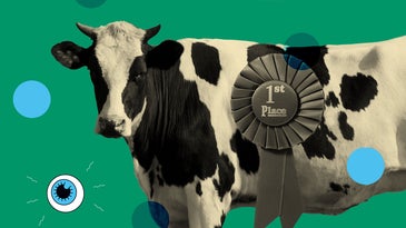 a cow with a blue ribbon