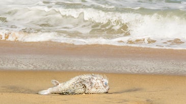 Plastic nurdles are killing Sri Lanka's sea creatures
