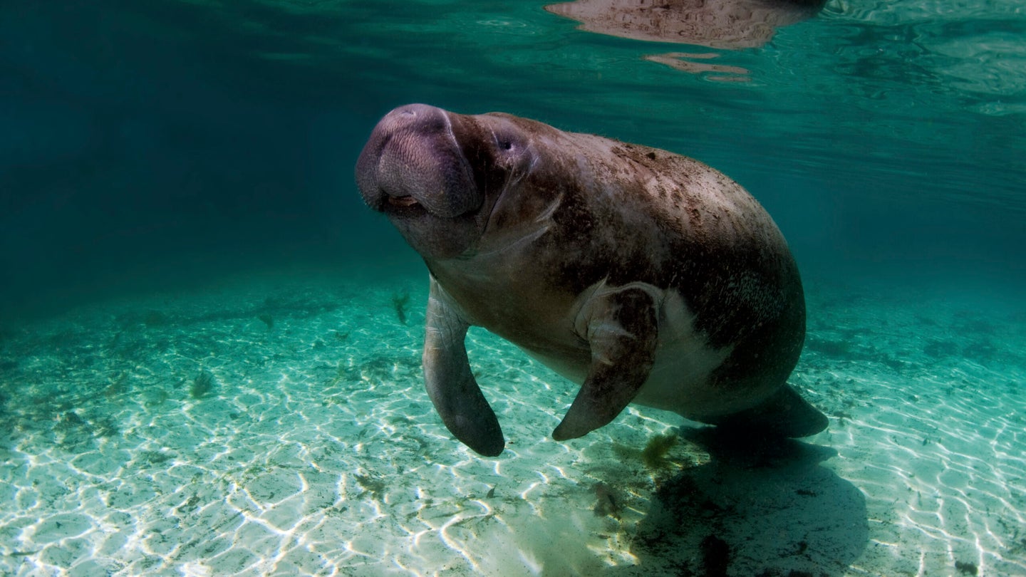 Wildlife officials are taking radical steps to save Florida’s starving manatees