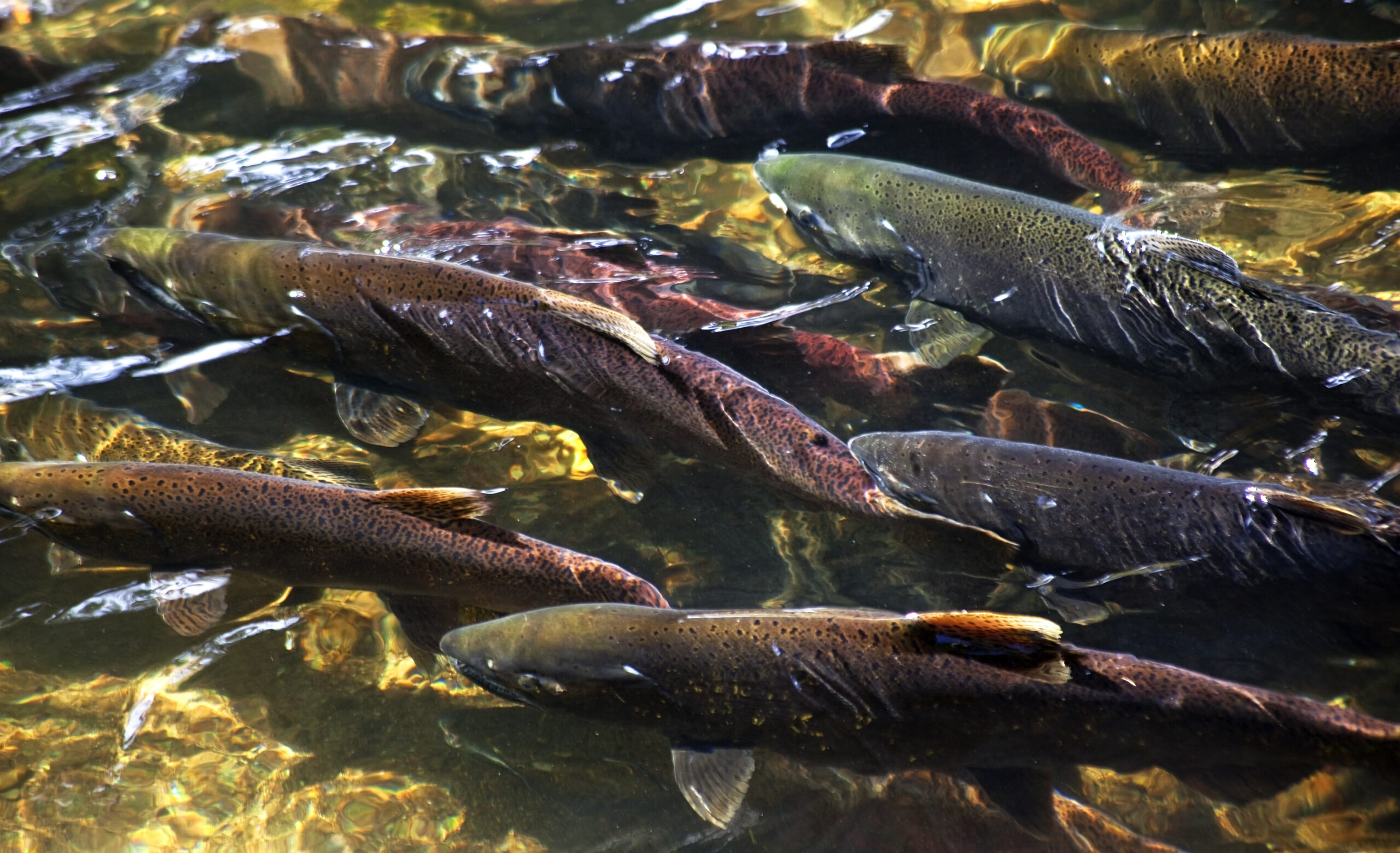 Retreating glaciers could create thousands of miles of new habitat for Pacific salmon by the end of the century. 
