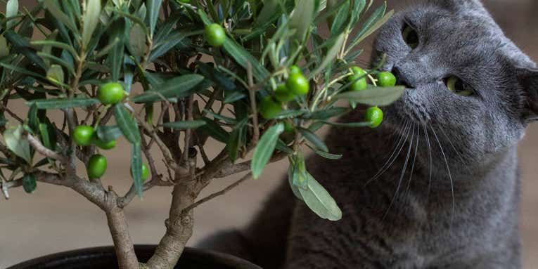 Swap your toxic household plants for these 4 pet-friendly alternatives