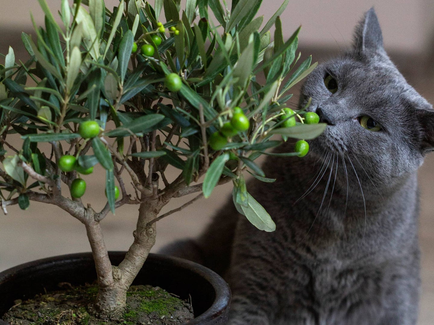 Cat sniffing olive tree indoors