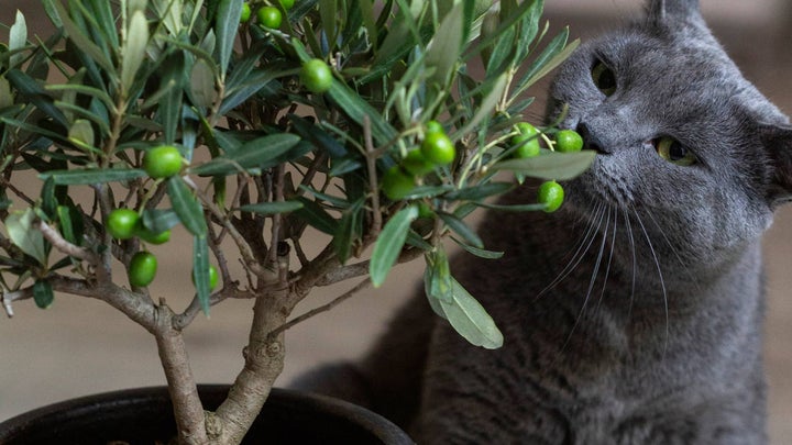 Cat sniffing olive tree indoors