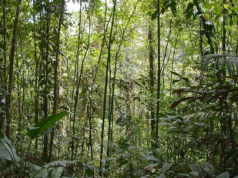 Tropical forests rebound on farm land blessedly fast