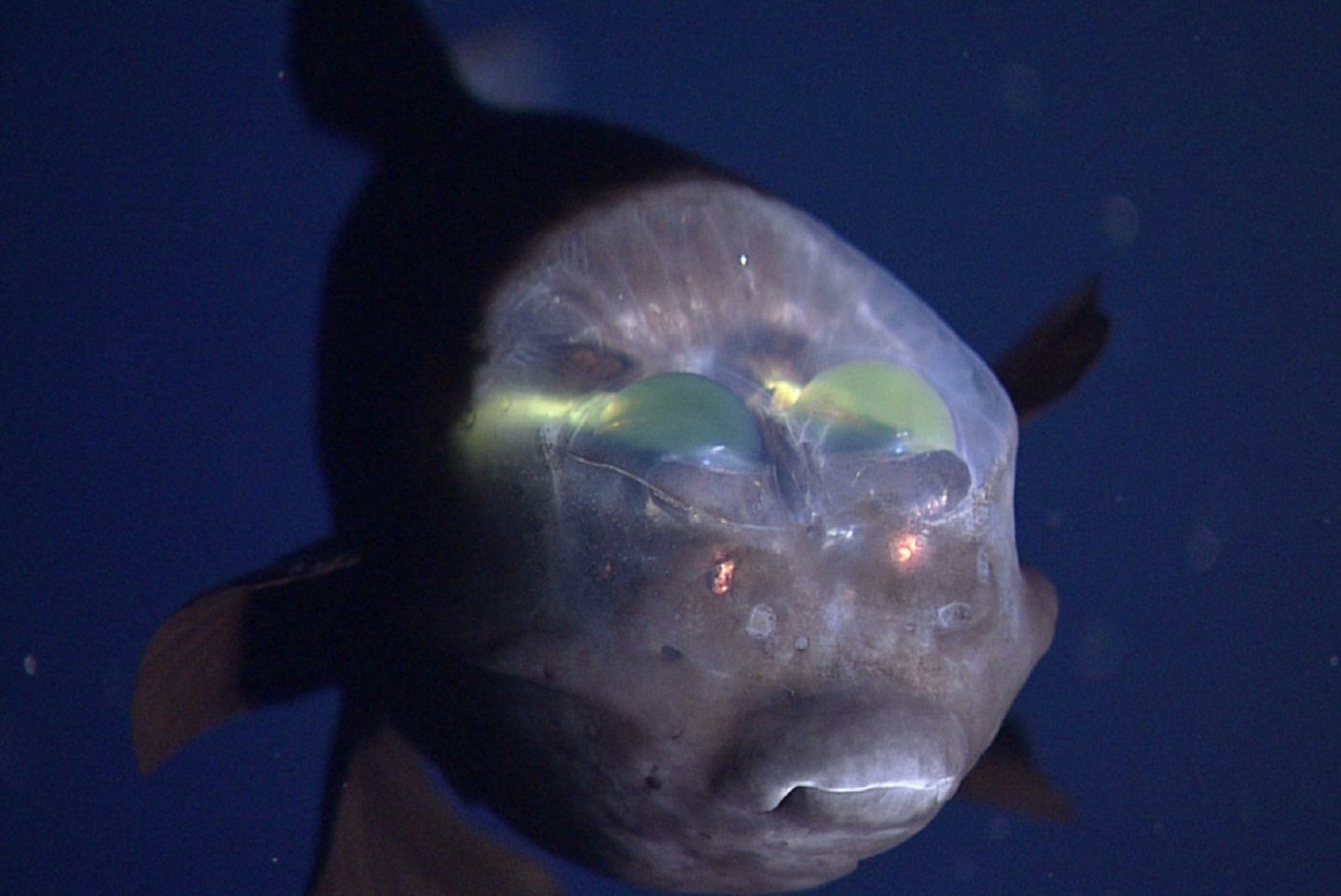 Barreleye fish from a deep-sea video taken by robotic ocean rovers in Monterey Bay
