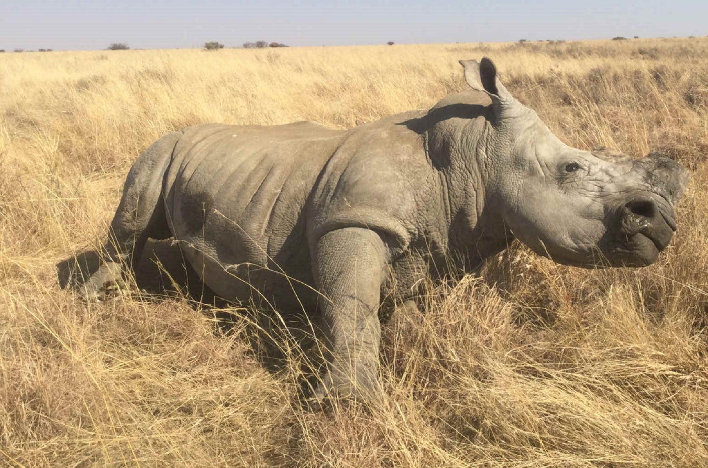 Dehorned adult white rhino in the grasses of John Hume's captive breeding ranch in South Africa