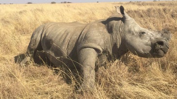 Dehorned adult white rhino in the grasses of John Hume's captive breeding ranch in South Africa