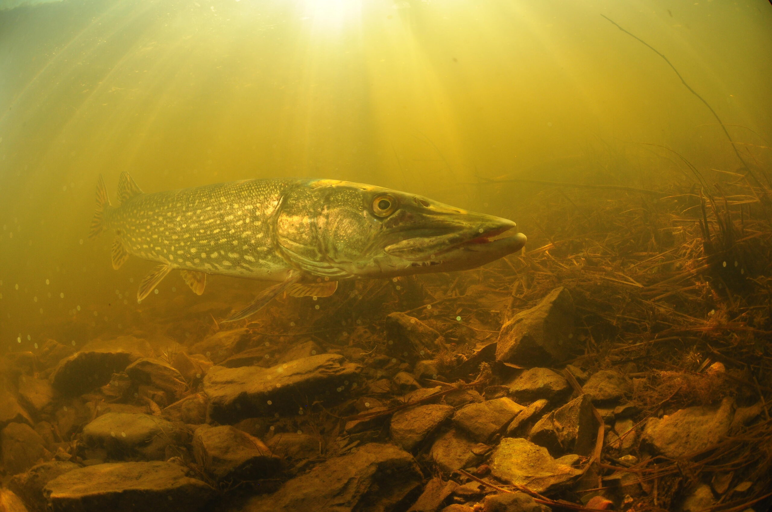 Fish can bounce back quickly from mercury pollution