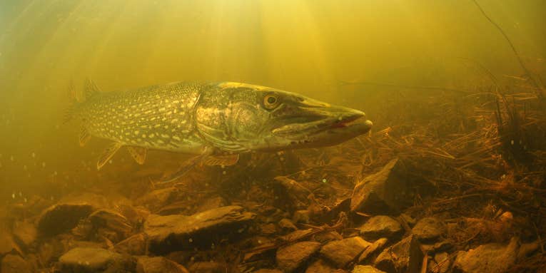Fish can bounce back quickly from mercury pollution