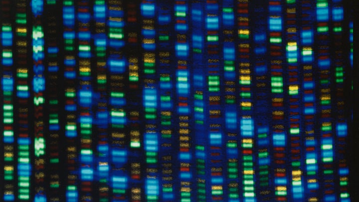A series of brightly colored lines indicating a human genome.