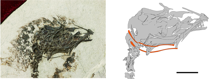 a side by side image of a fossilized skull of a bird. on the right is an illustration of that same skull, highlighting in red two narrow bones that extend along the jaw