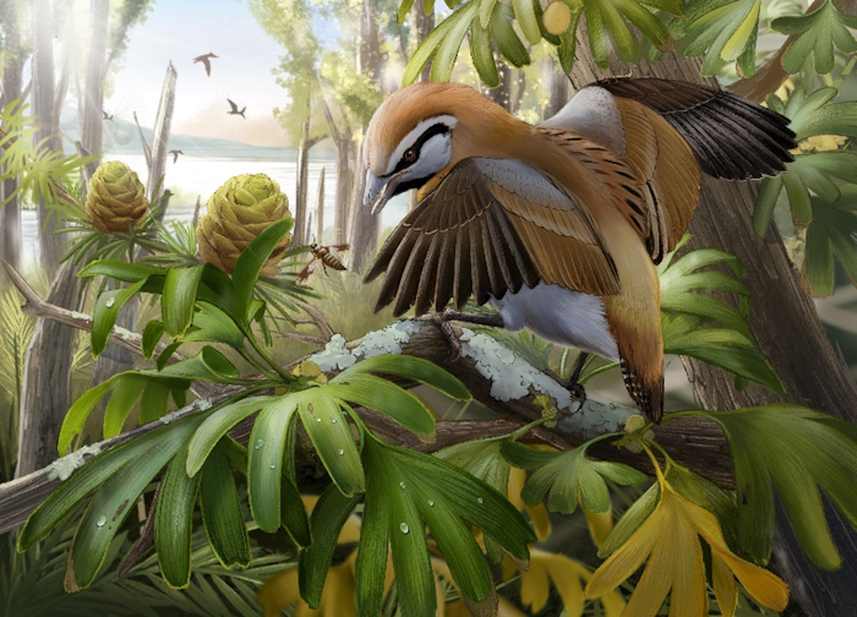 a color illustration of a brown and white bird in a lush forest