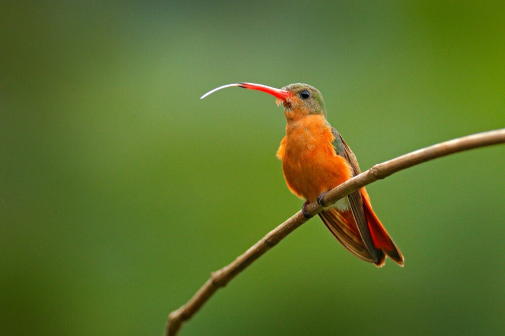 a bright orange hummingbird on a branch, sticking out its narrow tongue