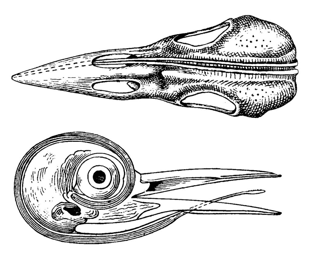 two illustrations of a bird skull, shown from above and to the side. you can see its tongue extend and curl from beneath its eye all the way around the back of the skull forward to its beak