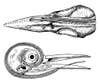 two illustrations of a bird skull, shown from above and to the side. you can see its tongue extend and curl from beneath its eye all the way around the back of the skull forward to its beak