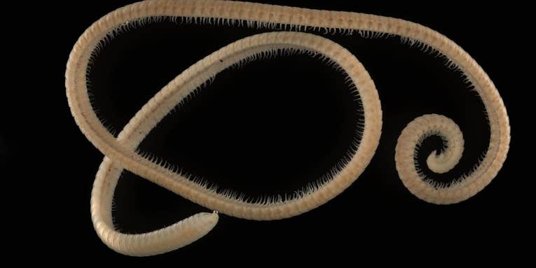 This eyeless millipede shattered the record for most legs