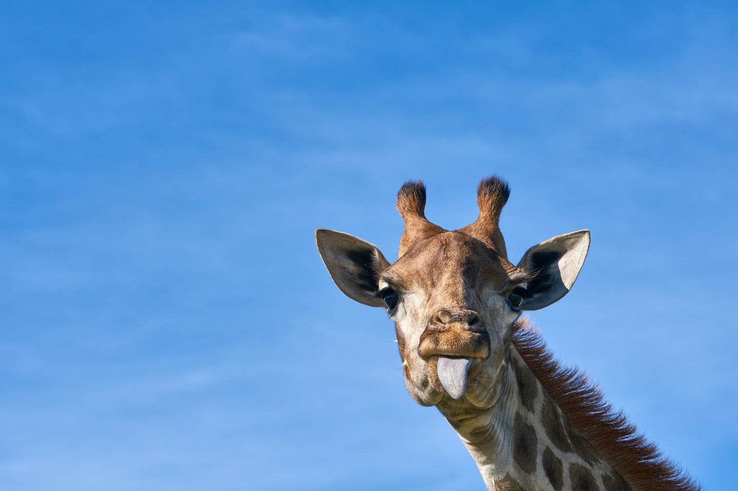a giraffe sticks its tongue out against the background of a bright blue sky